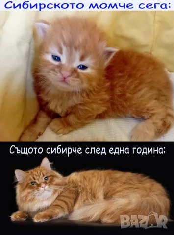 Сибирчета, сибирска котка, сибирски котенца, сибирско коте, хипоалергенни, рижи момчета, снимка 5 - Сибирски - 56150013
