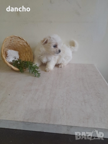 Продавам болонка , снимка 13 - Болонка - 47874174