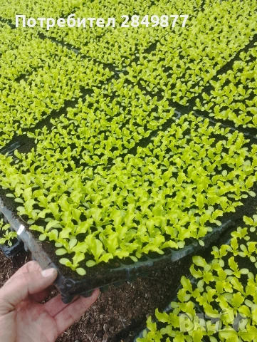 Разсад салати Отис, Фънфикс, Фрисади 