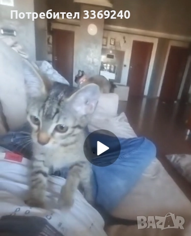 Коте търси своя нов дом !, снимка 1