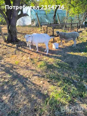 продавам прьч шут, снимка 2 - Кози - 55756304