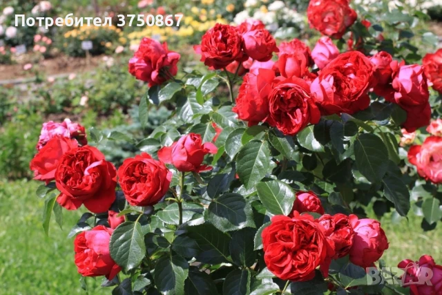 🌹РОЗА 🌹Gpt Red Eden Rose® (Eric Tabarly®) 🌹, снимка 3 - Градински цветя и растения - 51135670
