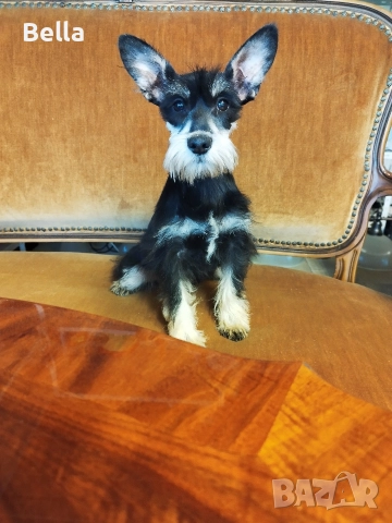 Мини Цверк шнауцер , снимка 3 - Други - 52592837