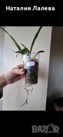 Хоя, hoya mirabilis, снимка 4 - Стайни растения - 53972846