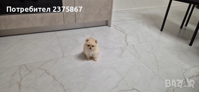 2 мъжки померанчета,померан, снимка 2 - Померан - 52910350