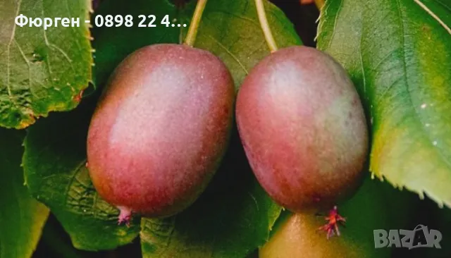 Червено киви - Налични 4 сорта Студоустойчиви, снимка 8 - Разсади - 49381602