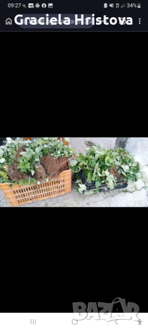 Продавам здрав разсад ягоди 