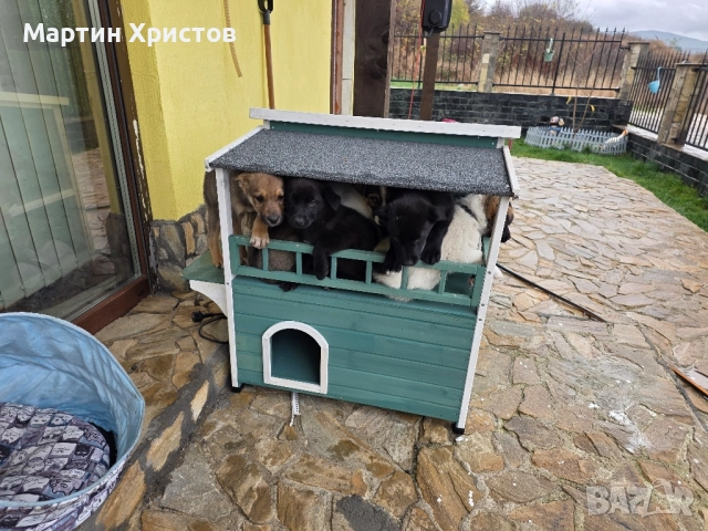 Подарявам кученца на 3 месеца., снимка 3 - Други - 52471324