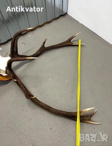 Трофей от елен, лов и риболов, снимка 3 - Екипировка - 54239389