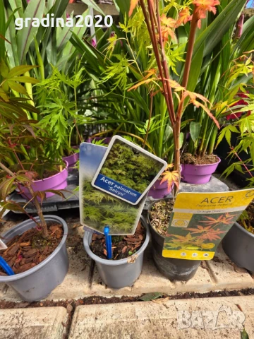 Японски клен - Ацер Студоустойчив Налични 5 вида , снимка 15 - Разсади - 33942954