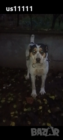  Алабай за разплод , снимка 2 - Средноазиатска овчарка - 52428002