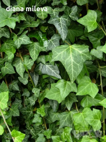 Обикновен бръшлян (hedera helix), студоустойчив, снимка 6 - Градински цветя и растения - 48092539