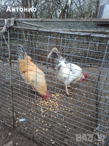 продавам петли , снимка 3 - Кокошки и пуйки - 52472095