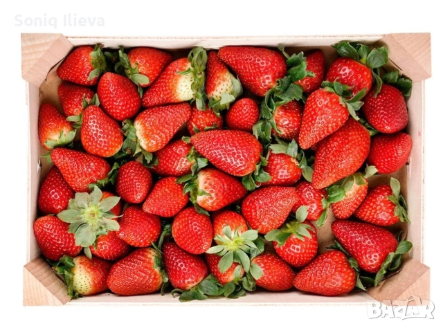 продавам разсад ягоди и малини , снимка 16 - Разсади - 53905721