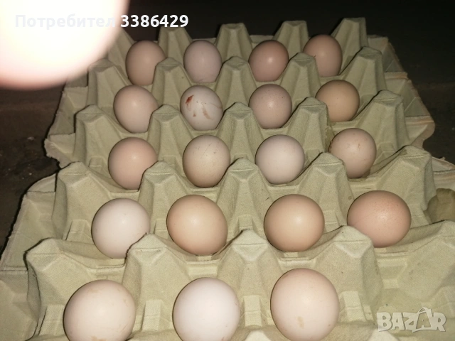 Пуйчета, яйца от неми патици, крякащи юрдечкияйца от пуйки и от декоративни кокошки, снимка 12 - Патици и гъски - 48423171