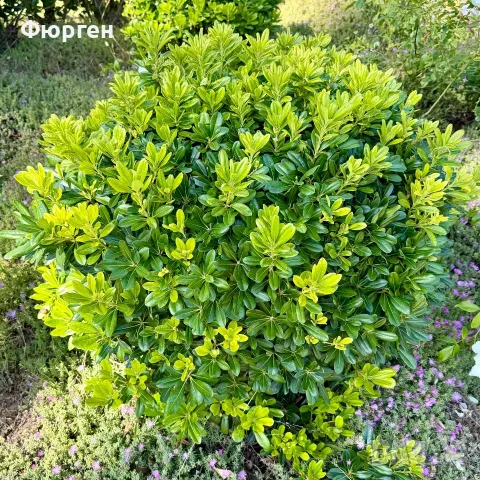 Питоспорум (Pittosporum) – Вечнозелена елегантност и неповторим аромат, снимка 6 - Разсади - 56240209