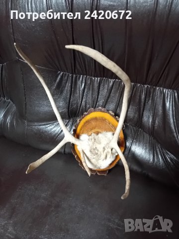 рога на  северен  елен, снимка 2 - Декорация за дома - 42923614