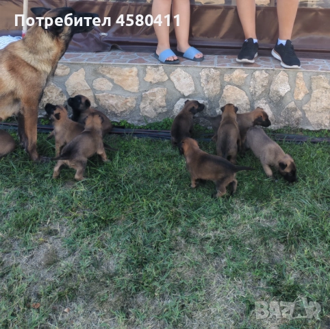 Белгийска овчарка-малиноа, снимка 1