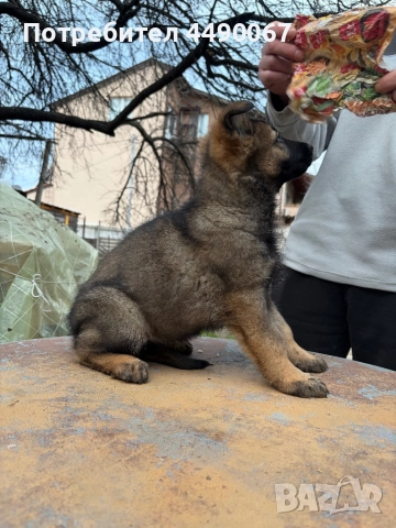 Немска овчарка - сивак, снимка 11 - Немска овчарка - 52977991