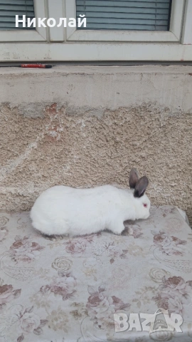 Загонена на  16.03.2026 г, снимка 2 - Други - 53938083