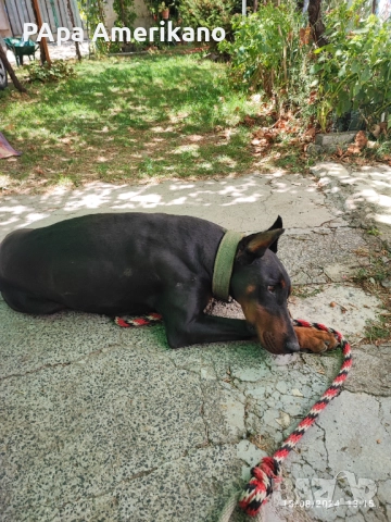 Мъжки доберман за разплод , снимка 4 - Други услуги - 52300714