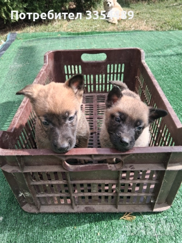 Свободни белгийски овчарки!, снимка 1