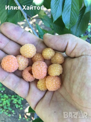 Малина жълта -, снимка 1