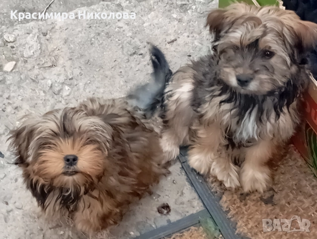 продавам 2 йоркита!.., снимка 3 - Йоркширски териер - 51533373