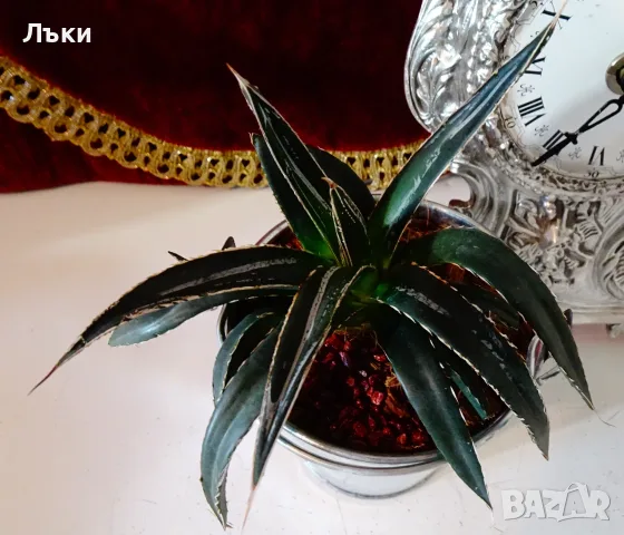 Агаве Victoriae-Reginae,метална саксия 9 см. , снимка 6 - Стайни растения - 55711014