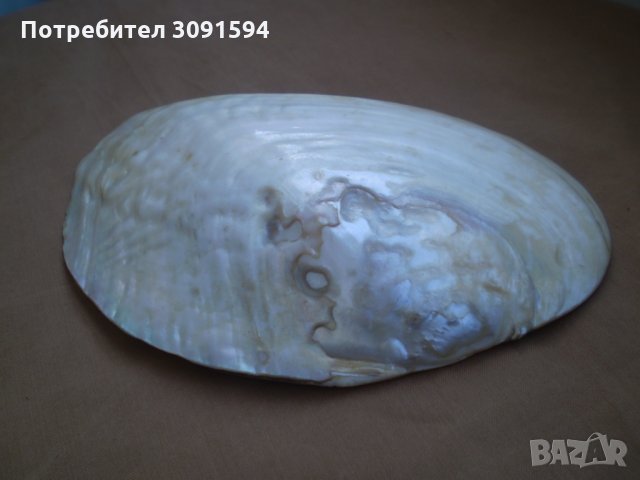 Много рядка голяма мида  седеф , снимка 6 - Други ценни предмети - 33836599