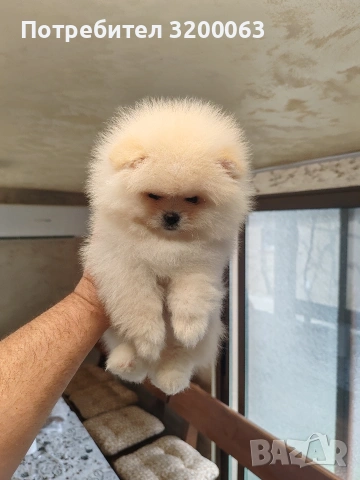 Померан мини мъжко 