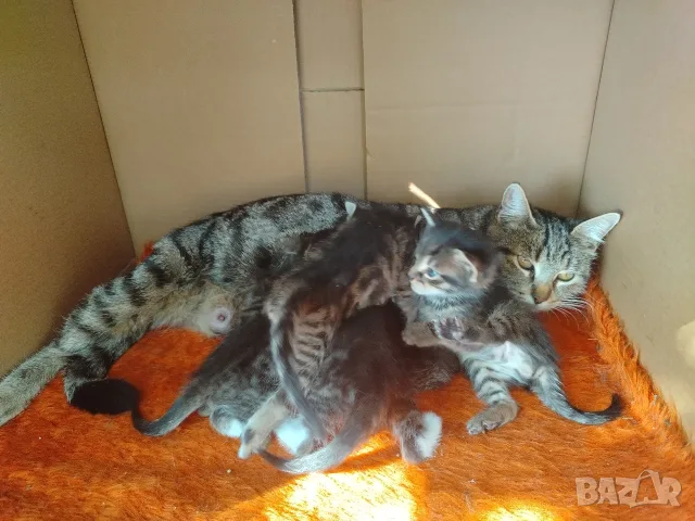 5 сладки бебенца котенца, снимка 12 - Други - 56375049