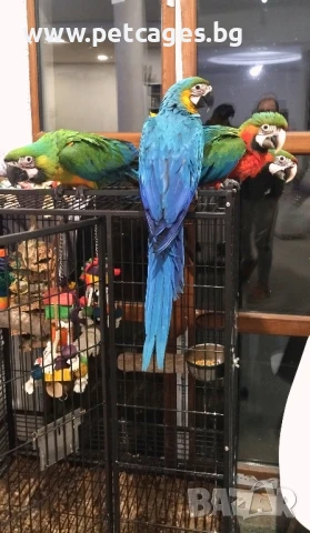 Синьо Жълта Ара - Бебета, снимка 4 - Папагали - 51185609