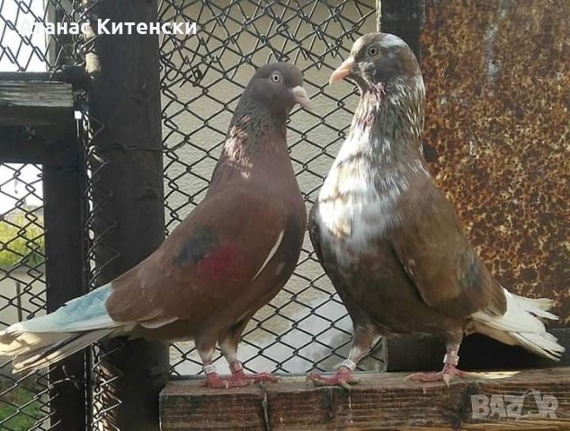 Пазарджишки  високолетачи , снимка 18 - Гълъби - 30874877