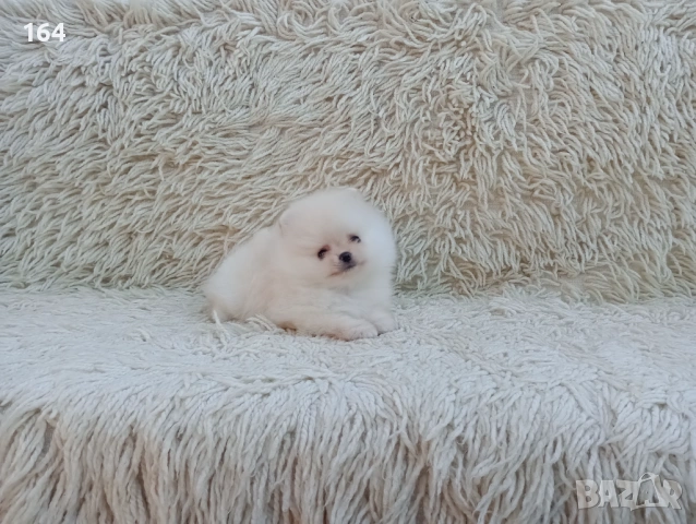 Мъжки Померан. Реални снимки от 06.04.26 г. , снимка 3 - Померан - 54106318