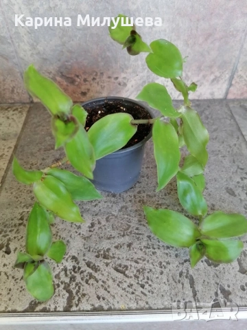 Продавам различни цветя, снимка 12 - Стайни растения - 44843070