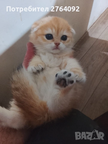 продавам шотландски клепоухи котета, снимка 11 - Чинчили - 53878883