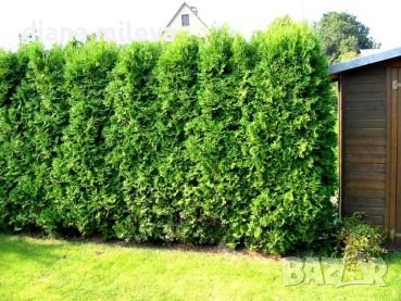 Западна туя Брабант (Thuja occidentalis Brabant), снимка 1