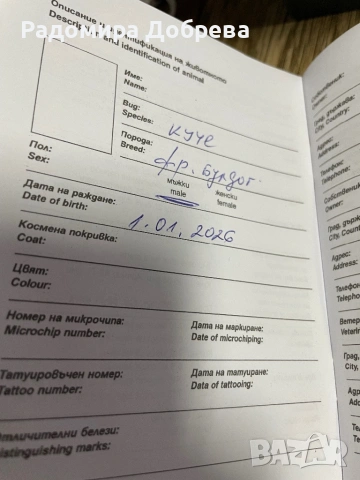 Френски булдог, снимка 12 - Френски булдог - 53711301