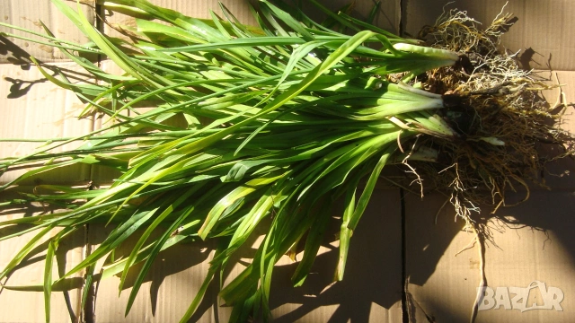 Хемерокалис, снимка 3 - Градински цветя и растения - 54185784