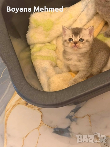 Британски късокосместа и шотландски клепоухи, снимка 3 - Британска късокосместа - 53875657