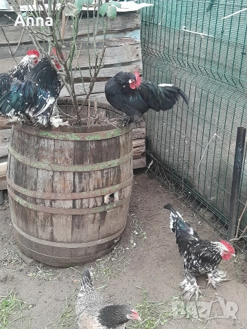 продавам декоративни петли , снимка 2 - други­ - 53952324