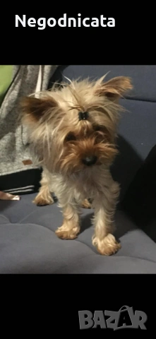 Мини йоркита , снимка 4 - Йоркширски териер - 54139167