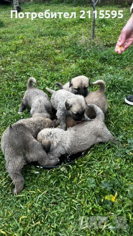 Продавам кангали, снимка 5 - Кангал - 53963577