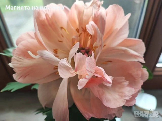 Божур Коралов залез с променящи се цветове, снимка 4 - Градински цветя и растения - 54137685