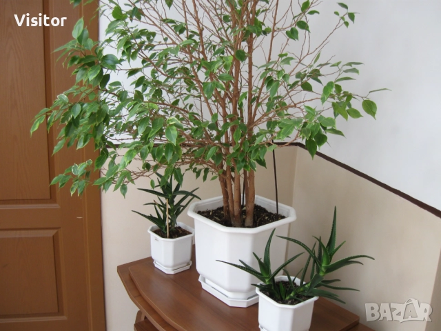  Canon PowerShot A590 IS, снимка 15 - Фотоапарати - 52867072