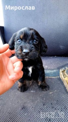 Мъжки кокер шпаньол 