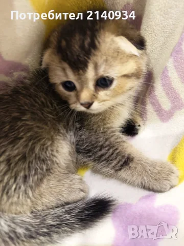 Шотландско клепоухо котенце. Златна чинчила. Scottish fold. Момче, снимка 5 - Чинчили - 55971098