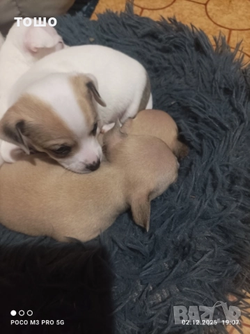 Сладки чихупинчери, снимка 6 - Чихуахуа - 52739986