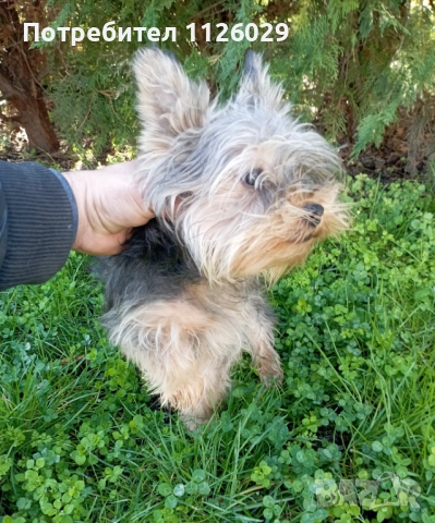 Йорки момче на 8 месеца , снимка 4 - Йоркширски териер - 52624591